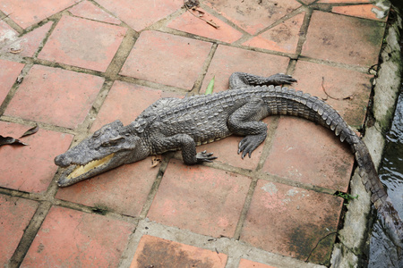 鳄鱼在动物园与张开嘴照片