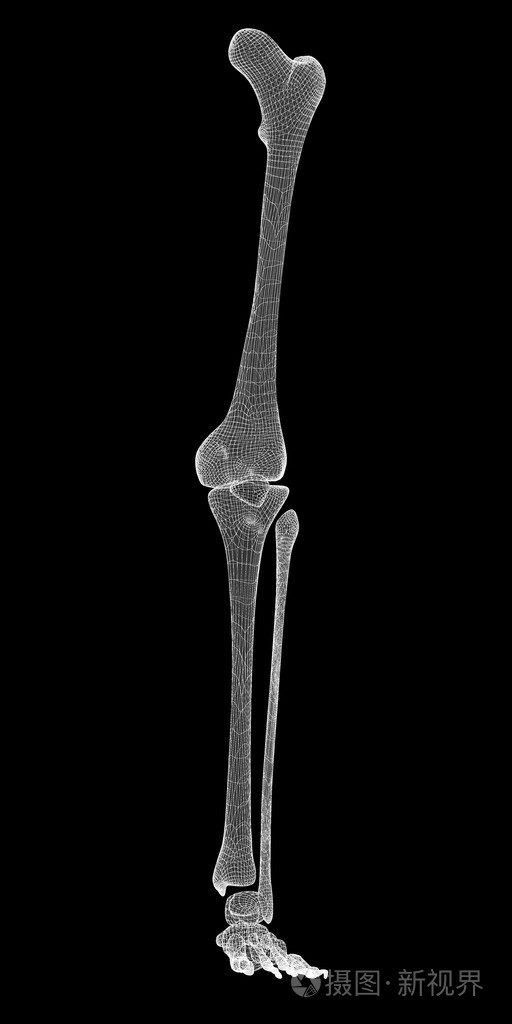 人体腿部骨骼