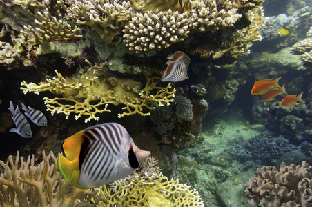 生动的珊瑚礁与鱼类的水下拍摄