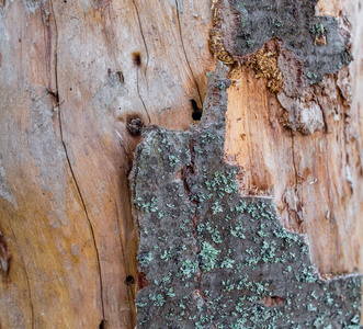 从老死冷杉树干的树皮的细节