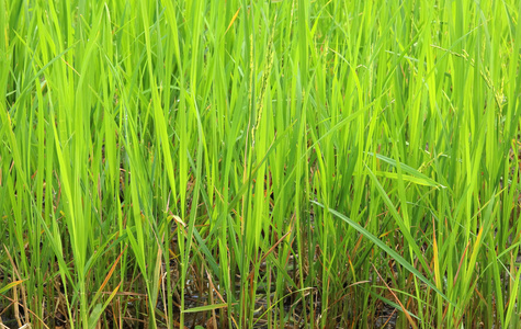 年轻的绿色水稻下日出的一部分。模糊稻田在早上背景