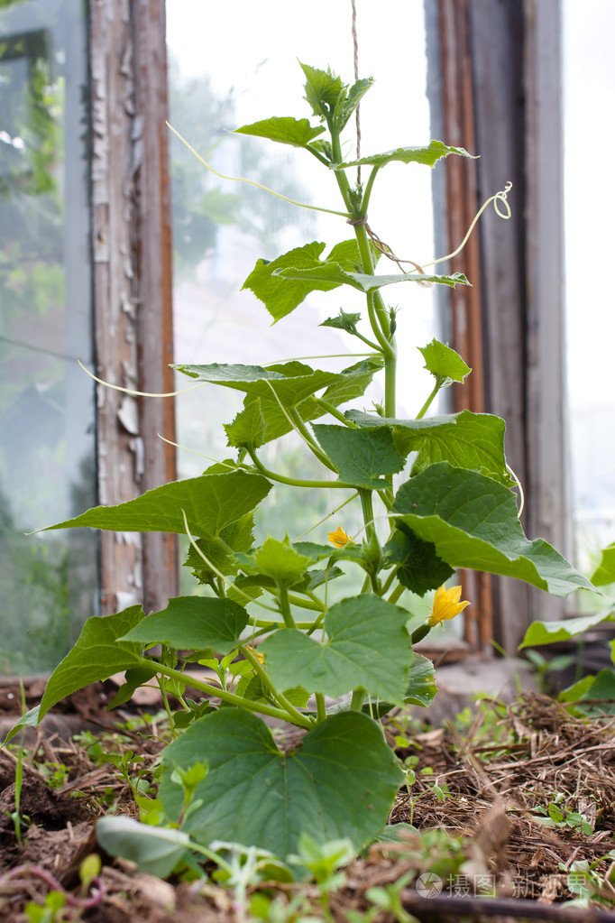 小黄瓜植株叶与花