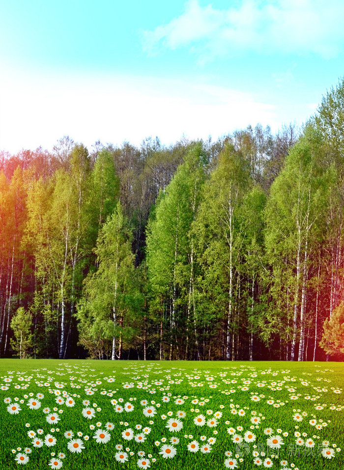 野花雏菊的春天森林背景上