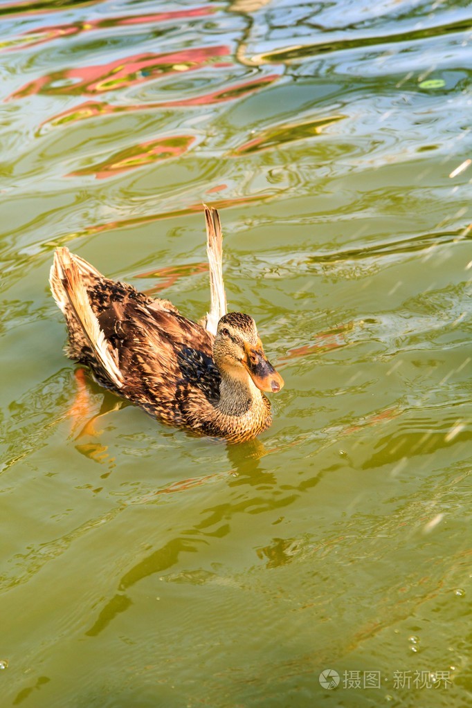 棕色的鸭子游泳