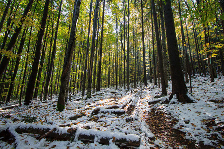 在雪山的森林里的小道上倒下的树木。自然