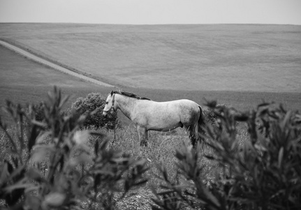 在傍晚黄昏 葡萄牙 时，现场的拴的马。马背上的选择性焦点。在前景的模糊的植物。岁的照片。黑色和白色