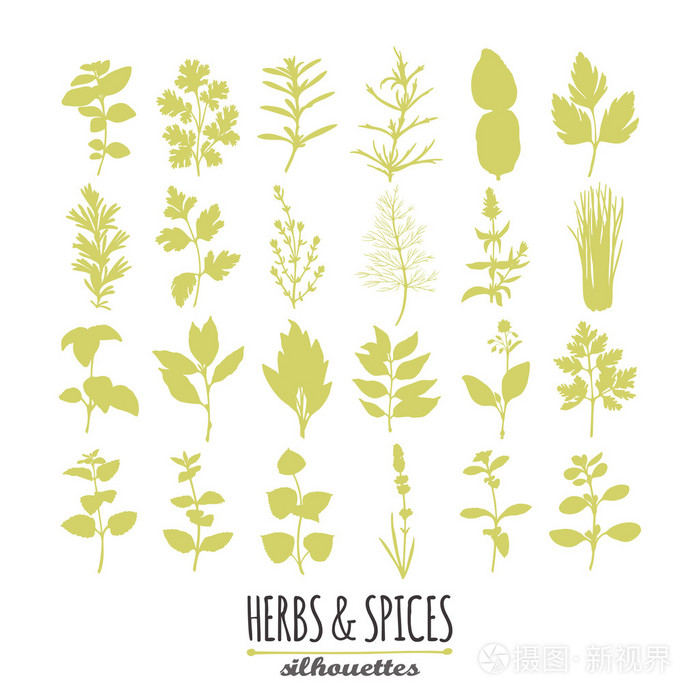 集合的手绘制辣草药剪影.您设计的的烹饪元素