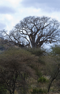 坦桑尼亚国家公园