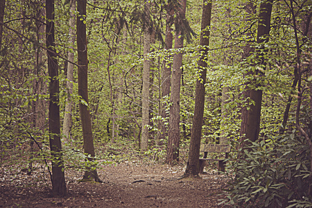 走过树林