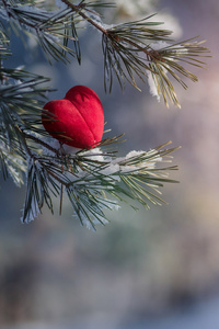 红装饰丝绒心冰雪覆盖的冷杉的树枝上。情人节