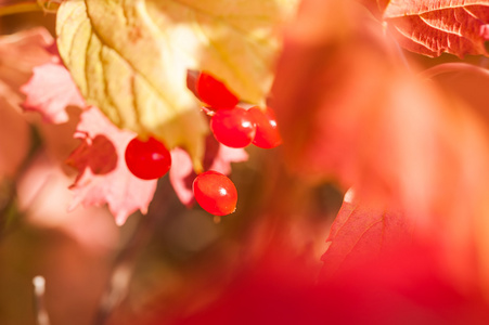 宏观形象的红色荚蒾浆果小景深图片