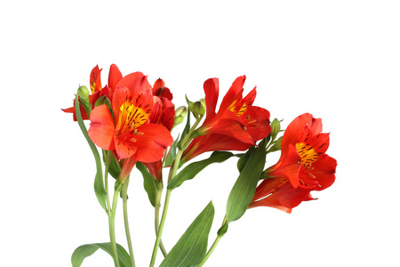 白色背景上的红色 alstromeria 花