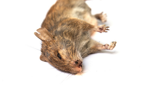 死了的哺乳动物图片