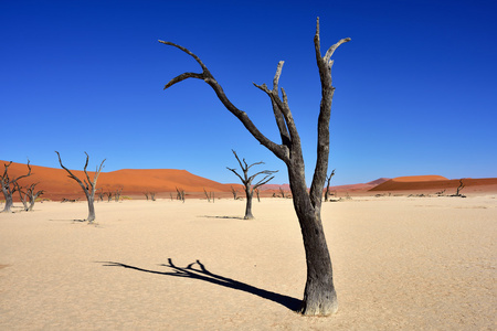 Deadvlei，苏斯。纳米比亚