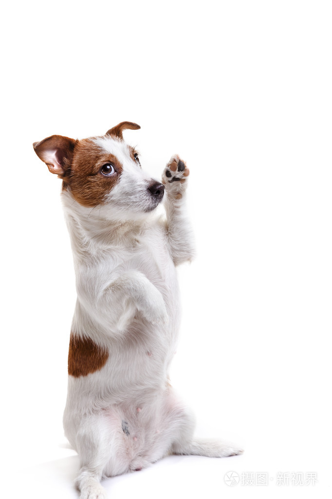 在白色背景上的狗杰克罗素梗犬