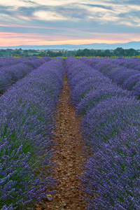 在普罗旺斯，Valensole 薰衣草花田美丽的颜色