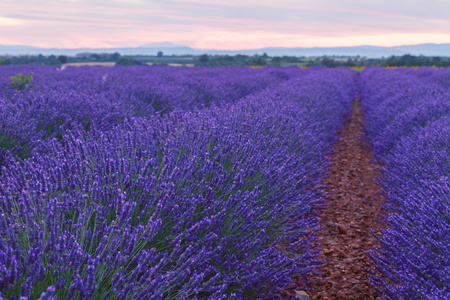 在普罗旺斯，Valensole 薰衣草花田美丽的颜色