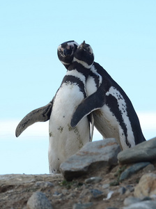麦哲伦企鹅 Spheniscus magellanicus 在企鹅圣马格达莱娜岛在麦哲伦海峡附近在智利南部的蓬塔阿雷纳斯