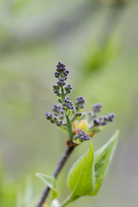 丁香花。春天