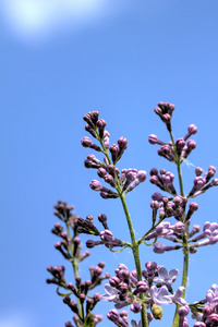 丁香花。春天