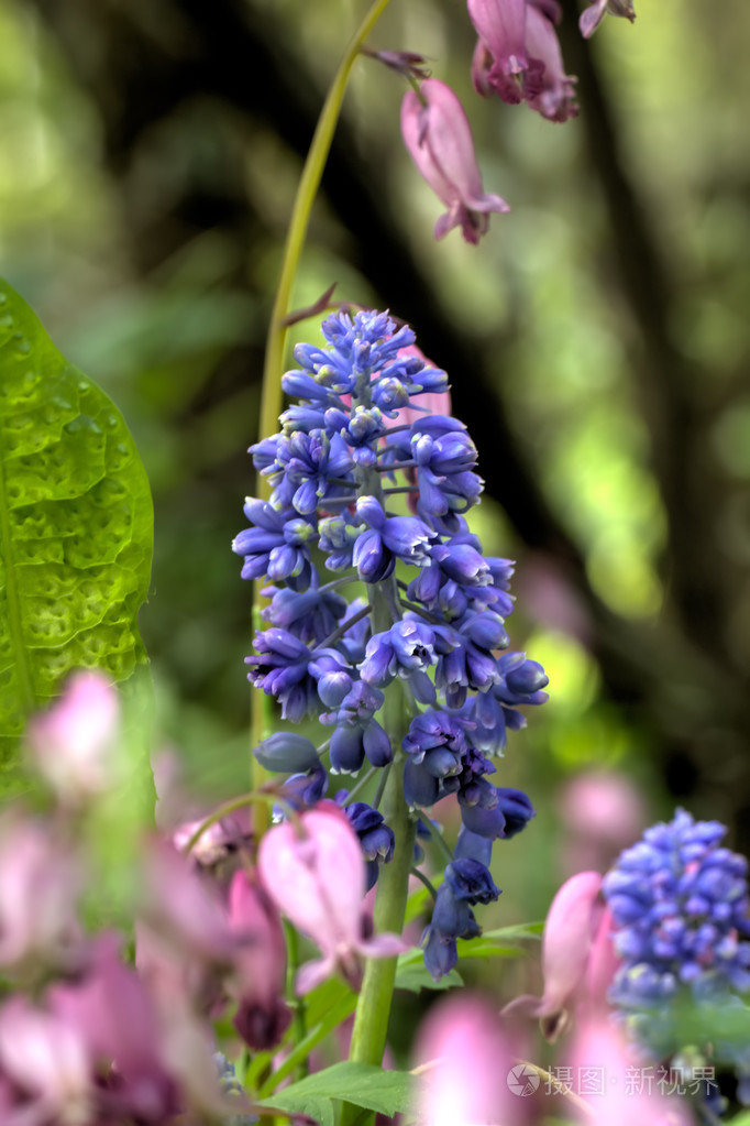 麝墨卡丽花春天