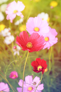 在田野柔和的色调粉红色宇宙花