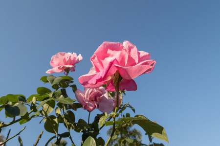 花园里的美丽粉红玫瑰花