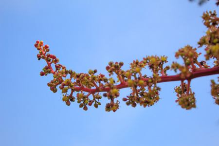 花园中的树上的芒果花