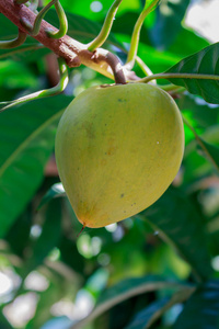 鸡蛋果，蛋黄果中，黄色 Sapote