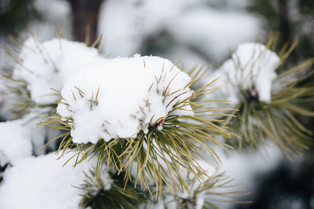 雪下的冷杉树枝图片