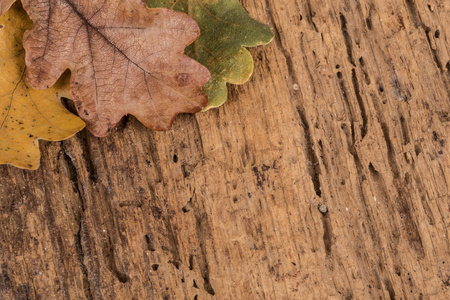 秋天的叶子上木制背景