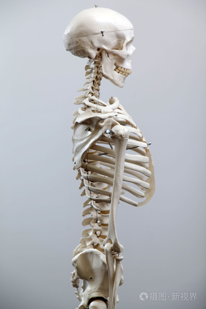 人类的骨骼