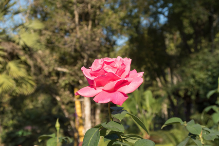 花园里的美丽粉红玫瑰花