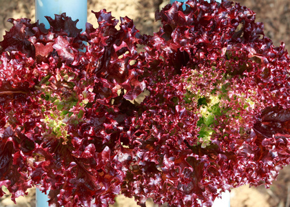 关闭的水耕农场新鲜红珊瑚生菜蔬菜照片