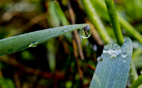 春天雨水图片