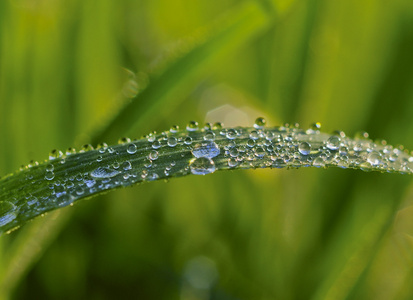 很多的雨水都滴在草地上