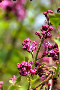 丁香花。春天