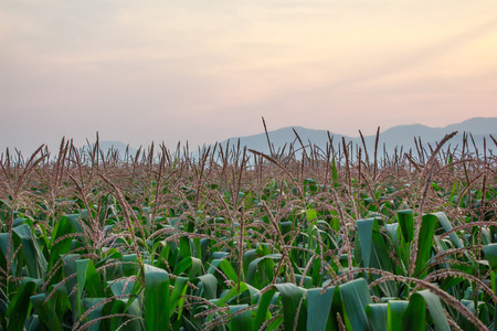 玉米田在北部泰国