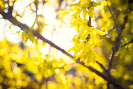 开花的连翘，春天背景与黄色的花树的树枝