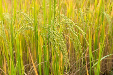 在泰国稻田
