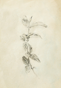 铅笔素描旧纸张,素描薄荷叶照片