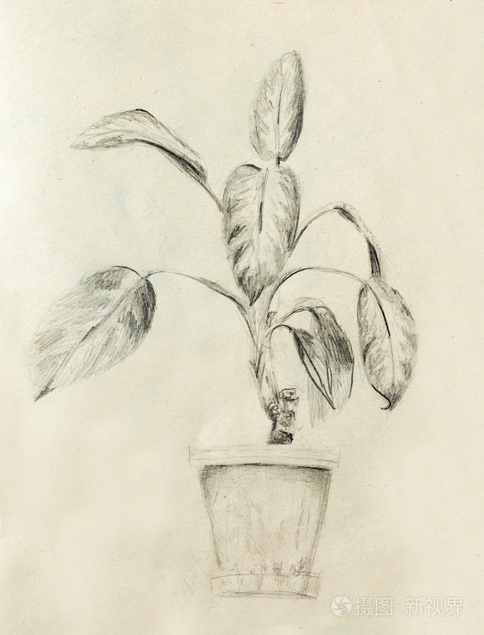 手绘冷空气入侵与热带植物植物万年青素描