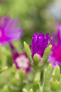 小紫砂花盆具有绿色背景的宏