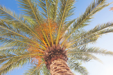 蓝蓝的天空下的棕榈树
