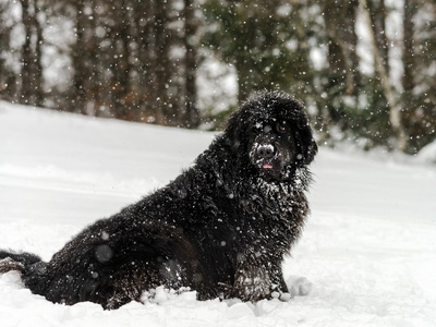 美丽的大 newfondlander 狗在雪中