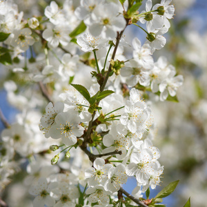 在树枝上的白色花开