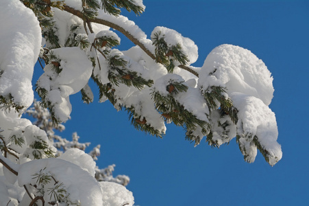 松枝的雪下