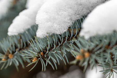 雪上云杉分支