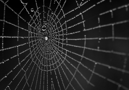 黑色背景上的湿的蜘蛛网