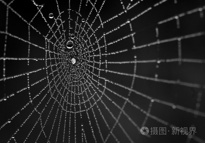 下载小样发票合同问题/举报滴在蜘蛛网上关闭薄薄的黑